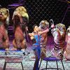 Photos, Video: The Final Ringling Bros. Circus Performance Ever